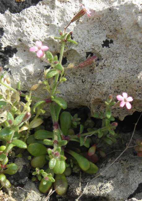 Silene sedoides  / Silene sedoide